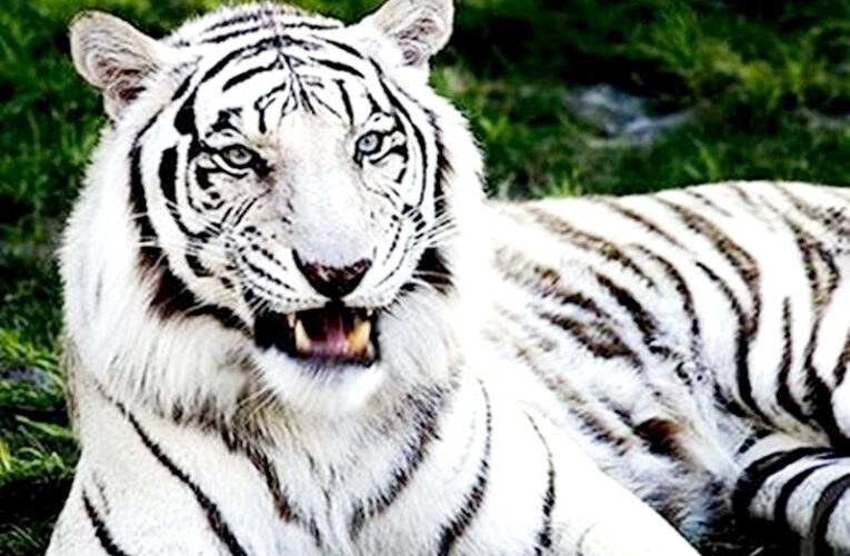 अशफ़ाक उल्लाह खान प्राणी उद्यान की नीली आंखों वाली सफेद बाघिन बनेगी आकर्षण