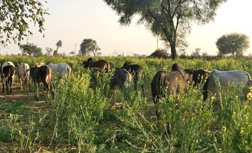 गोंडा- पूस की रात में "हल्कू" बने किसान, गोवंशो से कर रहे फसल रखवाली