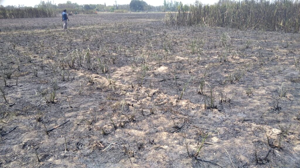 बलरामपुर :अज्ञात कारणों से फसल में लगी आग