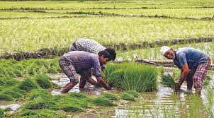 बलरामपुर :खरीफ फसल की बुआई,पानी की कमी से किसान बेजार