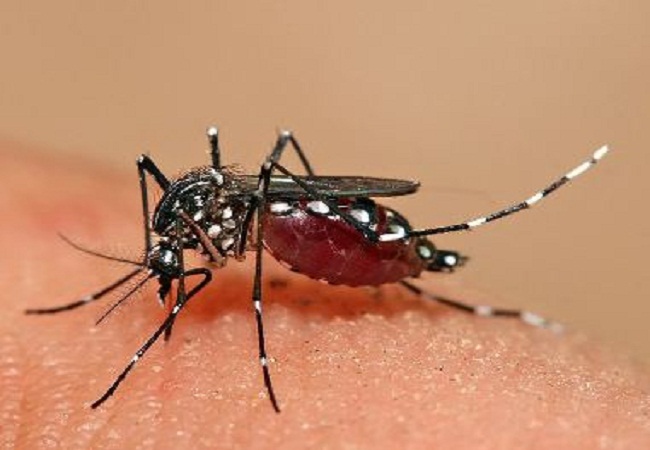 दिन में खुद को मच्छरों से बचाएं, डेंगू से बच जाएंगे
