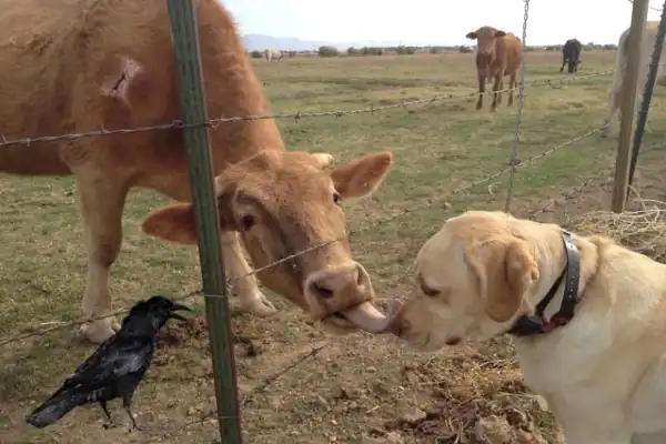 पितृ पक्ष को अशुभ मानने की भ्रांति: पूर्वजों के प्रति कृतज्ञता का पवित्र अवसर